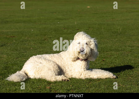 Bianco cane labradoodle foto all'aperto, giacente a terra in un parco Foto Stock