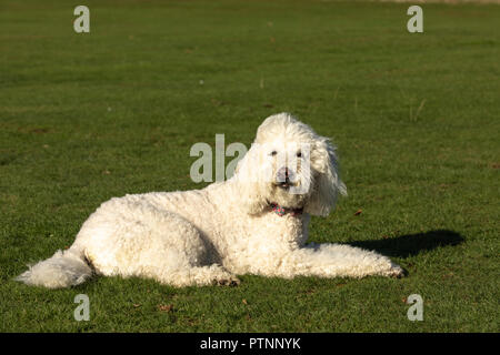 Bianco cane labradoodle foto all'aperto, giacente a terra in un parco Foto Stock