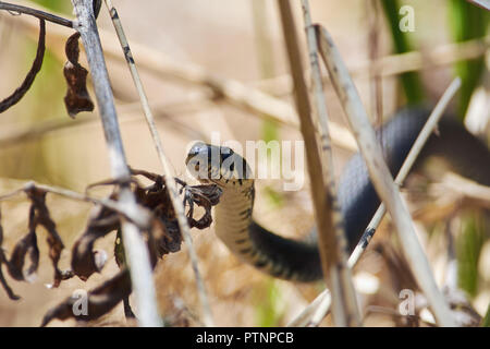 Biscia dal collare (natrix natrix) cacce in canneti sulla sponda del fiume. Foto Stock