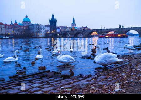 Praga, Repubblica Ceca : i cigni presso la riva del fiume Vltva al tramonto con il ponte Carlo in background. Foto Stock