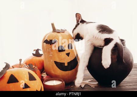 Happy Halloween concetto. Zucche, jack-o-lantern, cat seduta nel calderone della strega, pipistrelli, spider, candela, foglie di autunno sul legno nero nella luce. Spazio fo Foto Stock