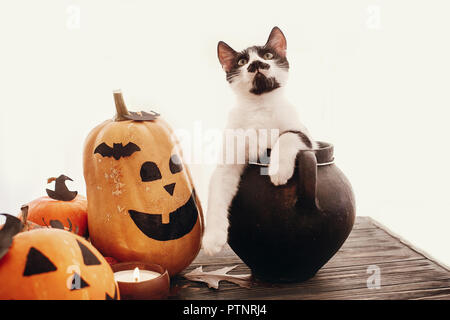 Happy Halloween concetto. Zucche, jack-o-lantern, cat seduta nel calderone della strega, pipistrelli, spider, candela, foglie di autunno sul legno nero nella luce. Spazio fo Foto Stock