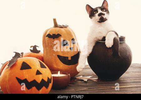 Happy Halloween concetto. Zucche, jack-o-lantern, cat seduta nel calderone della strega, pipistrelli, spider, candela, foglie di autunno sul legno nero nella luce. Spazio fo Foto Stock