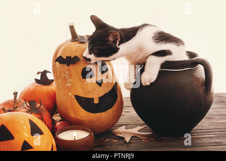 Happy Halloween concetto. Zucche, jack-o-lantern, cat seduta nel calderone della strega, pipistrelli, spider, candela, foglie di autunno sul legno nero nella luce. Spazio fo Foto Stock