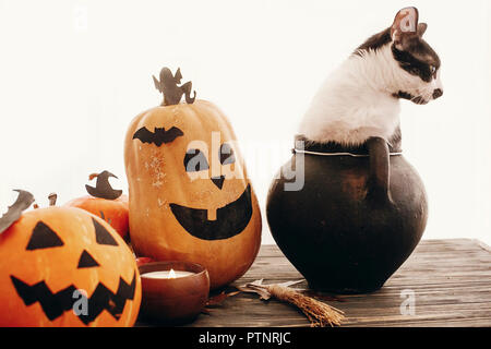 Happy Halloween concetto. Zucche, jack-o-lantern, cat seduta nel calderone della strega, pipistrelli, spider, candela, foglie di autunno sul legno nero nella luce. Spazio fo Foto Stock