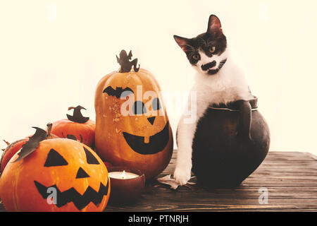 Happy Halloween concetto. Zucche, jack-o-lantern, cat seduta nel calderone della strega, pipistrelli, spider, candela, foglie di autunno sul legno nero nella luce. Spazio fo Foto Stock