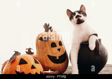 Happy Halloween concetto. Zucche, jack-o-lantern, cat seduta nel calderone della strega, pipistrelli, spider, candela, foglie di autunno sul legno nero nella luce. Spazio fo Foto Stock