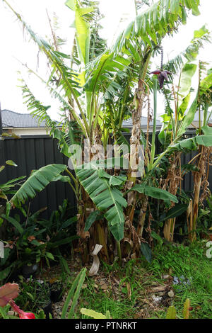 Banana alberi che crescono nel cortile posteriore contro la recinzione di metallo Foto Stock