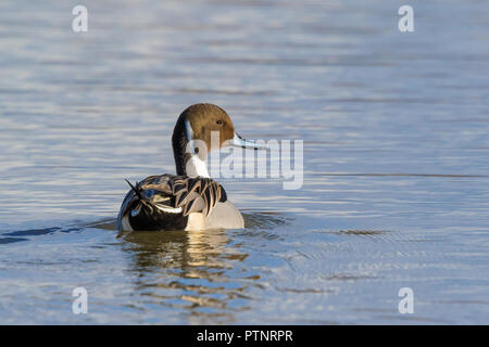 Vista posteriore close up wild UK Northern pintail drake (Anas acuta) isolato all'aperto in acqua, nuoto lontano in golden il sole d'inverno. Pintail duck. Foto Stock