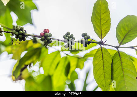 La pianta del caffè Foto Stock