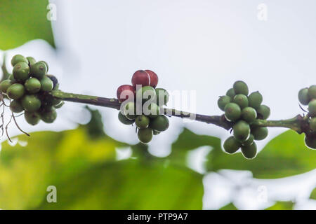 La pianta del caffè Foto Stock