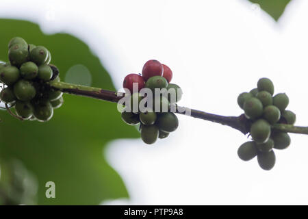 La pianta del caffè Foto Stock