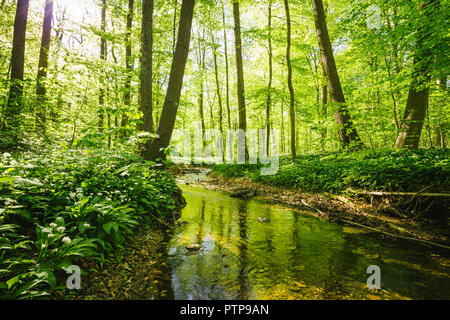 Aglio selvatico possono essere raccolti in buone condizioni atmosferiche. Foresta e un piccolo ruscello Foto Stock