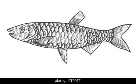 Schizzo di inchiostro di pesce. Disegnata a mano illustrazione vettoriale su sfondo bianco. In stile retrò. Illustrazione Vettoriale