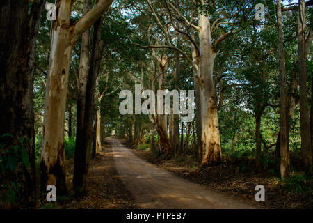 Strada che conduce attraverso una gomma foresta di alberi di eucalipto maculata, Australia occidentale, Australia Foto Stock