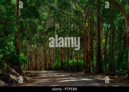 Strada che conduce attraverso una gomma foresta di alberi di eucalipto maculata, Australia occidentale, Australia Foto Stock