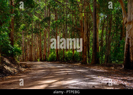 Strada che conduce attraverso una gomma foresta di alberi di eucalipto maculata, Australia occidentale, Australia Foto Stock