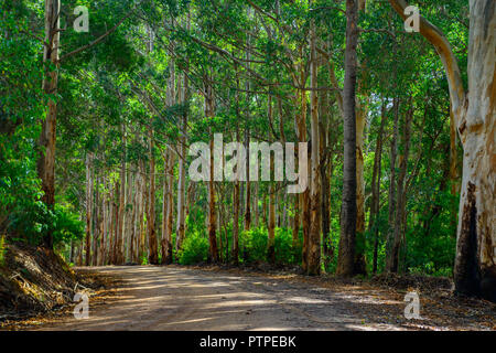 Strada che conduce attraverso una foresta di alberi di gomma. Eucalyptus maculata, Australia Occidentale, Australia Foto Stock