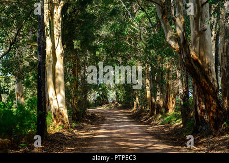 Strada che conduce attraverso una gomma foresta di alberi di eucalipto maculata, Australia occidentale, Australia Foto Stock