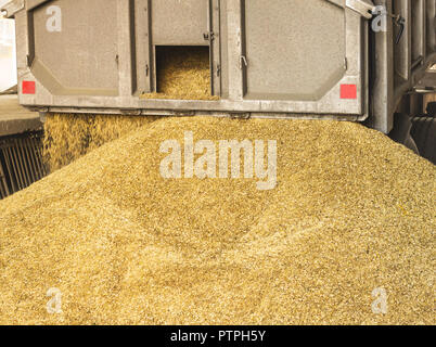Un carrello scarica il grano a un deposito di grano e impianto di trasformazione, un deposito di grano, impianto di scarico la produzione di mais Foto Stock