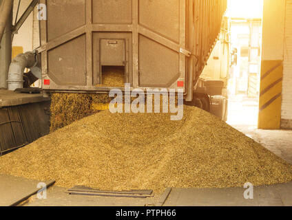 Un carrello scarica il grano a un deposito di grano e impianto di trasformazione, un grano impianto di stoccaggio e scarico di mais, il sun Foto Stock