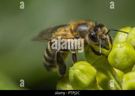 Api gialla attirano il nettare in estate Foto Stock