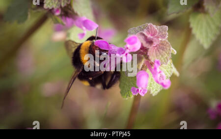 Api gialla attirano il nettare di mattina Foto Stock