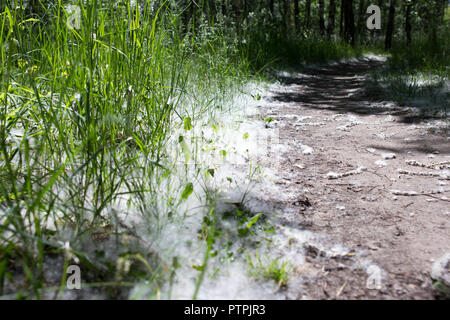 Sul sentiero forestale giace un pioppo bianco lanugine Foto Stock