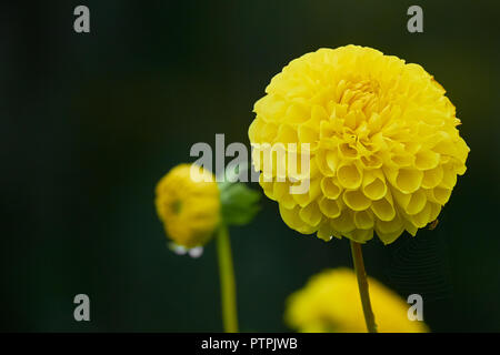 Giallo Beautiul dahlia con spider e il web su nero scuro dello sfondo. Foto Stock