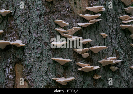 Corteccia di abete rosso con partite di funghi bianco closep, foresta di Bialowieza, Polonia, Europa Foto Stock
