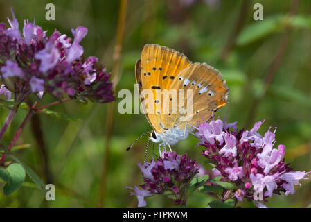 Scarsità di rame (Lycaena virgaureae) farfalla in primavera close-up, Regione Podlasie, Polonia, Europa Foto Stock