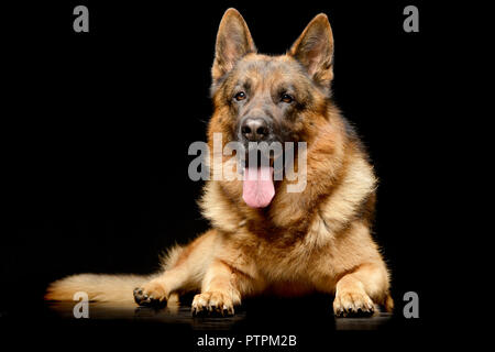Studio shot di un adorabile pastore tedesco seduto su sfondo bianco. Foto Stock