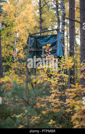 A caccia di supporto albero nella foresta scandinava durante il tardo pomeriggio di estate. Foto Stock