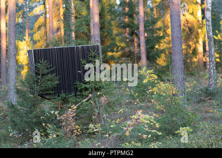 A caccia di supporto albero nella foresta scandinava durante il tardo pomeriggio di estate. Foto Stock