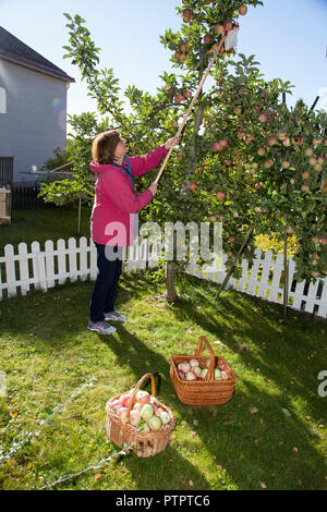 Raccogliere le mele nel giardino in autunno Foto Stock