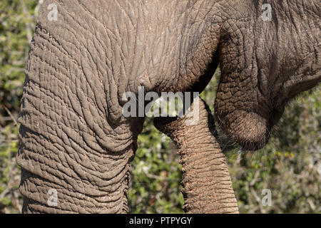Close up di Elephant trunk Foto Stock
