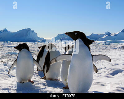 Adelie giovani pinguini camminare sul terreno pietroso. Piano globale. Foto Stock