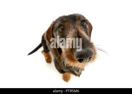 Ampia angolazione di un adorabile Bassotto seduto su sfondo bianco. Foto Stock