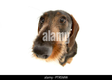 Ampio angolo ritratto di un adorabile Bassotto - studio shot, isolato su bianco. Foto Stock