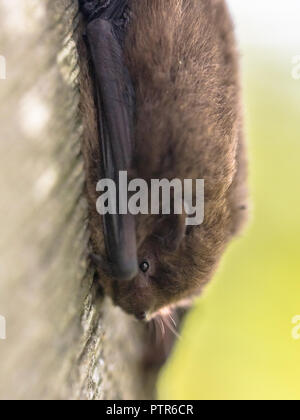 Nathusius' (pipistrelle Pipistrellus nathusii) in appoggio sulla struttura ad albero. Questo è un piccolo pipistrello migratori nel genere pipstrelle. Greggi grandi viaggi da northe Foto Stock