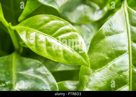 Close up foto di caffè arabica, lascia il fuoco selettivo. Foto Stock