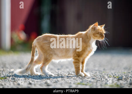 Ritratto di profilo di zenzero arancione adulto di big cat con gli occhi gialli in piedi all'aperto su piccoli ciottoli guardando dritto in avanti sulla luce sfocata su Foto Stock