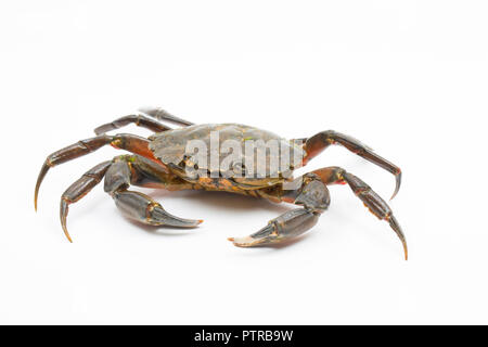 Una shore crab Carcinus maenas, noto anche come unione di granchio verde o polpa di granchio, fotografato su uno sfondo bianco prima del rilascio. Il Dorset Inghilterra Foto Stock