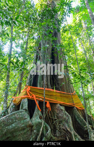 Enorme, antico albero avvolto in arancione vesti per proteggerlo da taglialegna illegali su Ko Kood, Thailandia Foto Stock