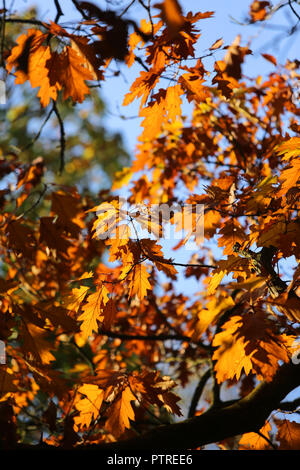 Autunno a Sir Thomas and Lady Dixon Park nel sud di Belfast, 10 ottobre, 2018. La stagione dell'anno tra estate e inverno, durante il quale il tempo diventa più freddo e molte piante diventano dormienti, estendentisi nell emisfero nord dall'equinozio autunnale per il solstizio d'inverno e comunemente considerato per includere i mesi di settembre, ottobre e novembre; caduta. Nell emisfero sud autunno include Marzo, Aprile e Maggio. Un periodo di maturità che rasentano il declino. Sir Thomas and Lady Dixon Park è stato lasciato in eredità al popolo di Belfast nel 1959 dalla signora Edith Stewart Dixon ed era d Foto Stock