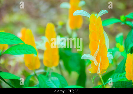 Bel giallo lollipop (Pachystachys lutea) Fiori con foglie verde dello sfondo. Pachystachys lutea, noti con i nomi comuni lecca-lecca e vegetali Foto Stock