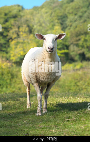 Pecora di pecora in un campo di pascolo in Herefordshire UK in autunno in ottobre 2018 Foto Stock