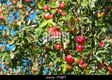 Apple frutteto pieno di mele mature per la produzione del sidro in Herefordshire UK nel mese di ottobre 2018 Foto Stock