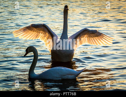 Il 10 ottobre 2018, Assia, Frankfurt/Main: 10 ottobre 2018, Germania, Frankfurt am Main: un cigno si dispiega le sue ali sui principali, che sono illuminate da dietro da sole di setting. Foto: Frank Rumpenhorst/dpa Foto Stock