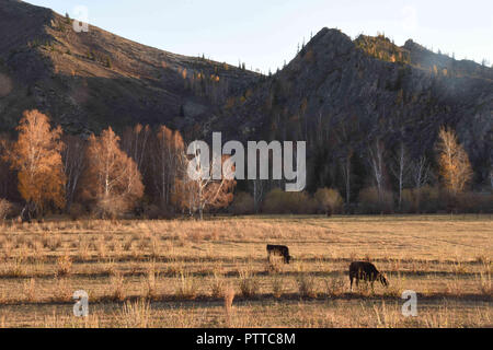 (181011) -- URUMQI, 11 ott. 2018 (Xinhua) -- Fotografia scattata a ott. 10, 2018 mostra uno scenario al Keketuohai UNESCO Global Geopark nel nord-ovest della Cina di Xinjiang Uygur Regione autonoma. Xinjiang ha aperto ufficialmente il suo primo geoparco in Keketuohai mercoledì. Situato a sud delle montagne degli Altai e presso la sorgente del fiume Irtysh, il parco copre più di 2.300 chilometri quadrati. I visitatori saranno in grado di godere di panorami mozzafiato tra cui il Irtysh Grand Canyon, un enorme cratere di miniera, laghi, montagne, una cascata, fossili e fiumi. L'UNESCO ha annunciato otto nuovi global geoparks nel maggio scorso sì Foto Stock